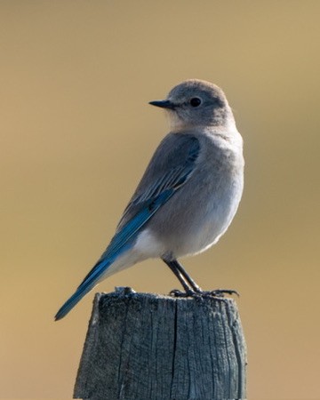 Merlebleu azuré - ML644464352