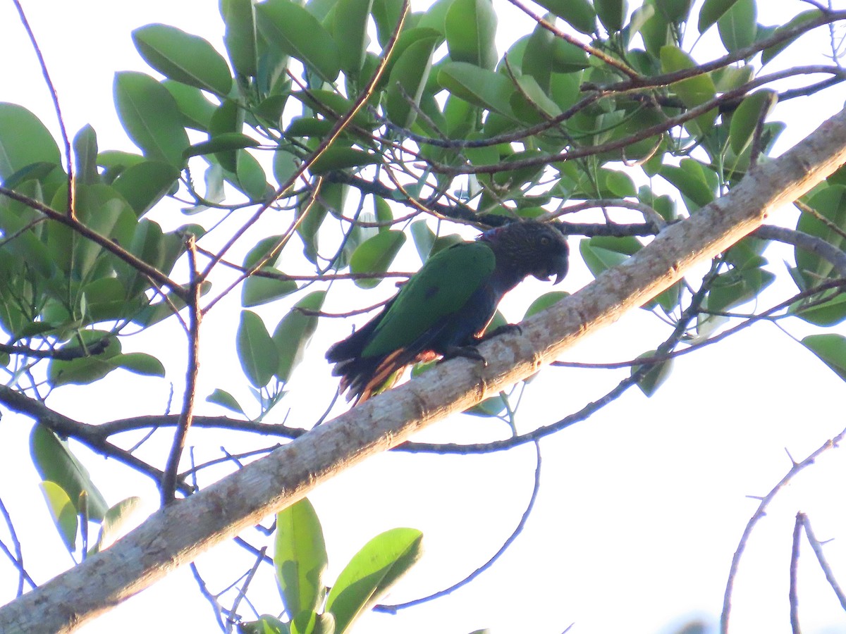 Red-fan Parrot - ML644464355