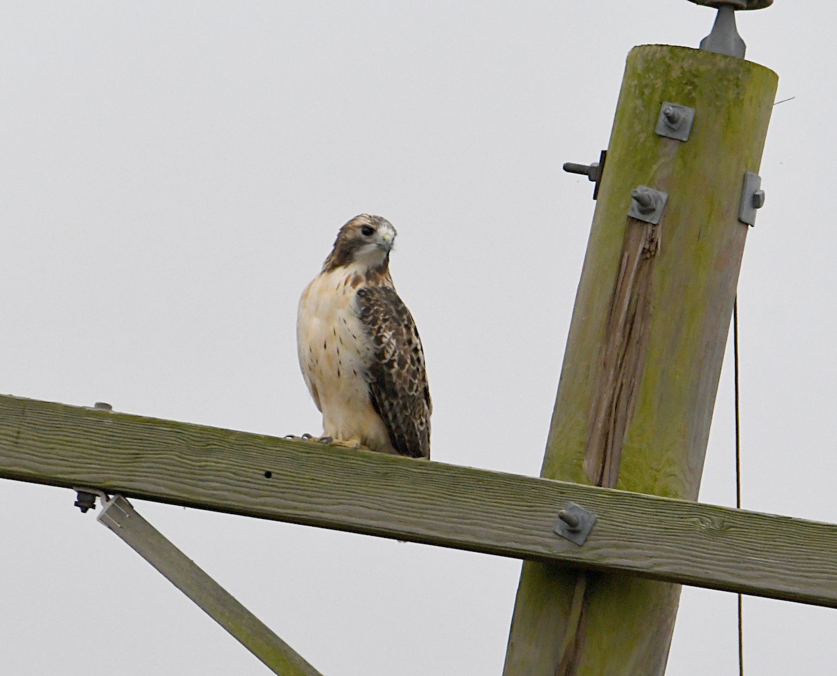 Busardo Colirrojo - ML644464356