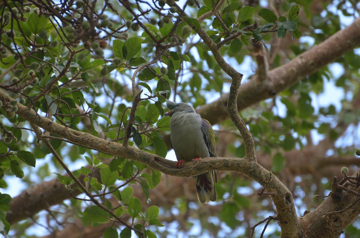 African Green-Pigeon - ML644464357