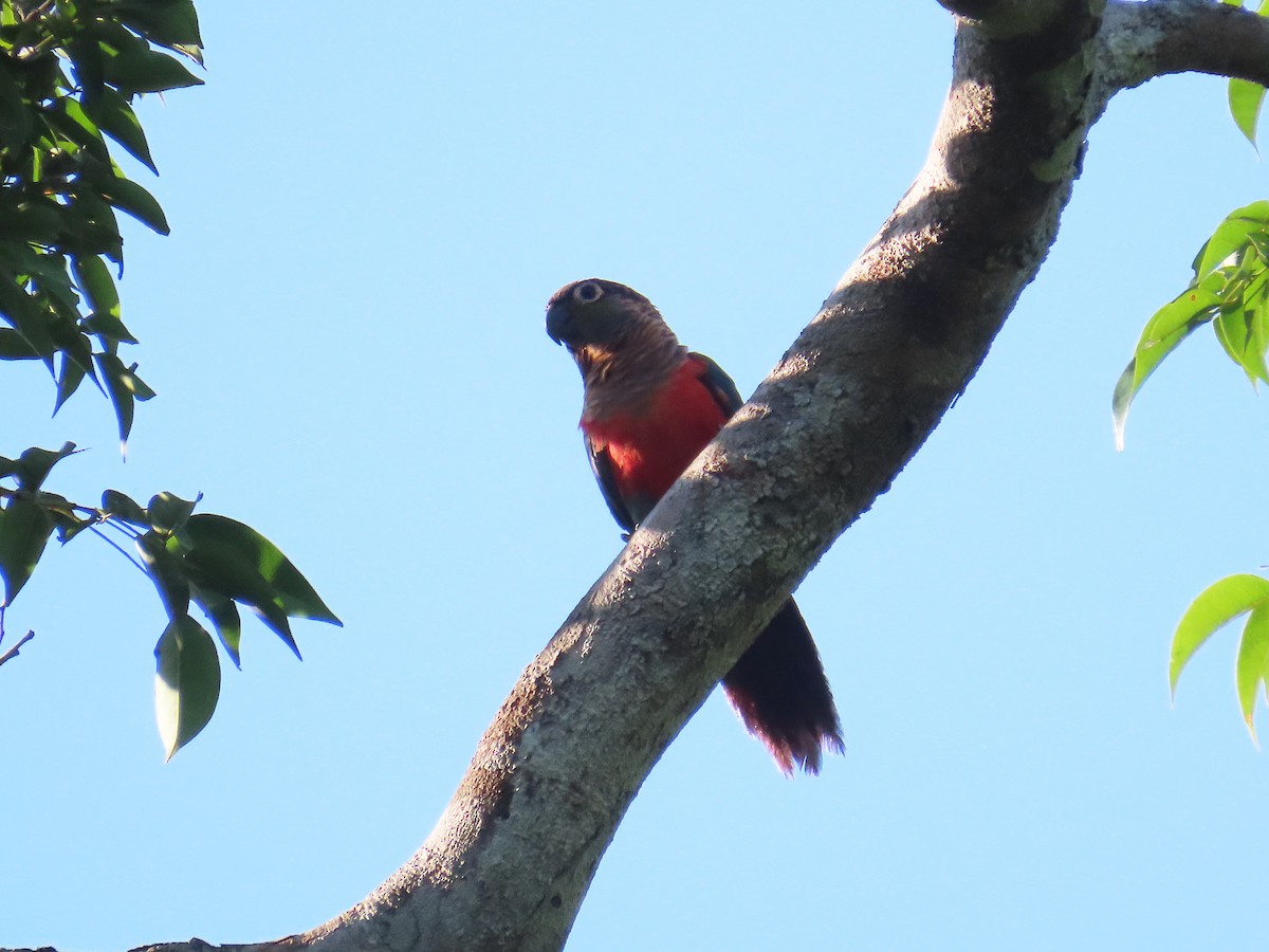 Crimson-bellied Parakeet - ML644464360
