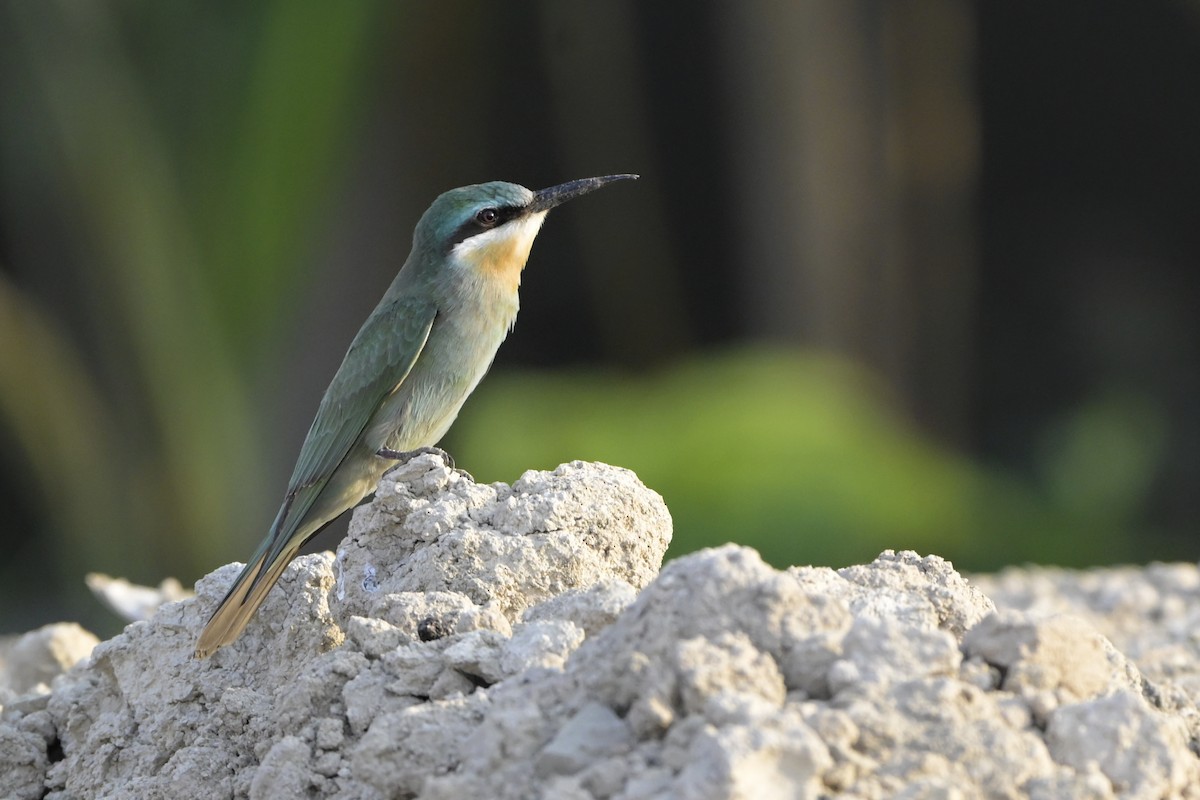 Guêpier de Perse - ML644464367