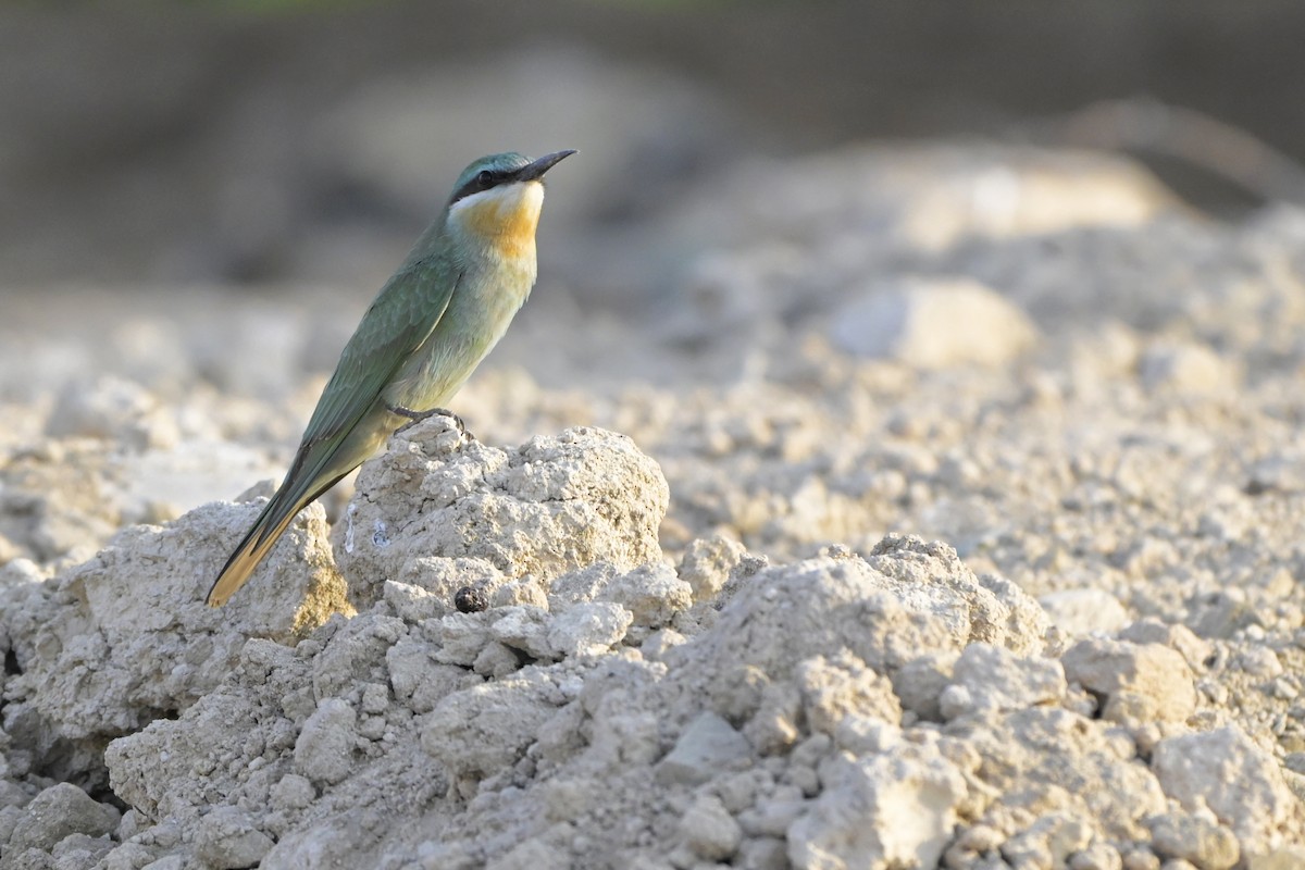 Guêpier de Perse - ML644464368