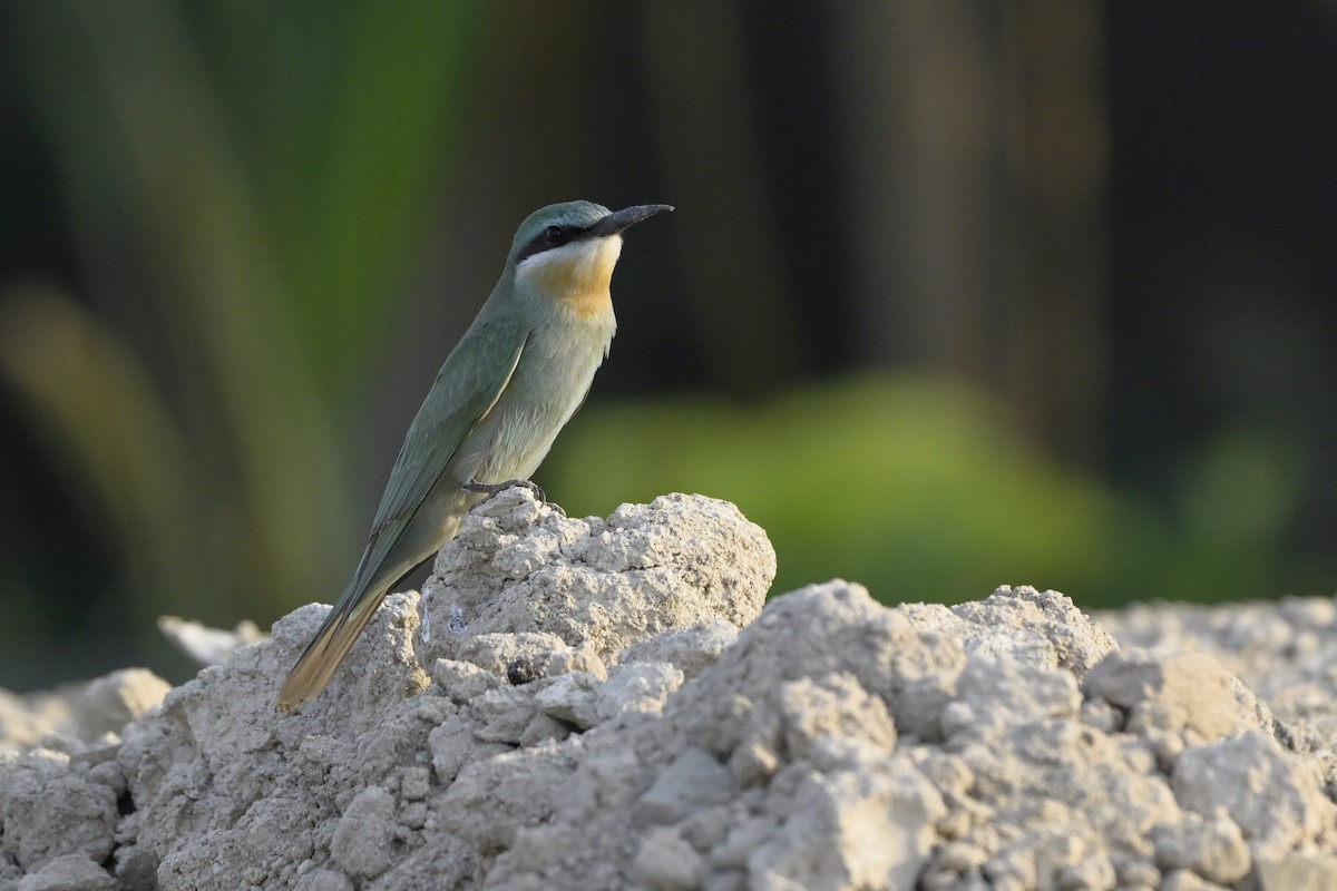 Guêpier de Perse - ML644464370