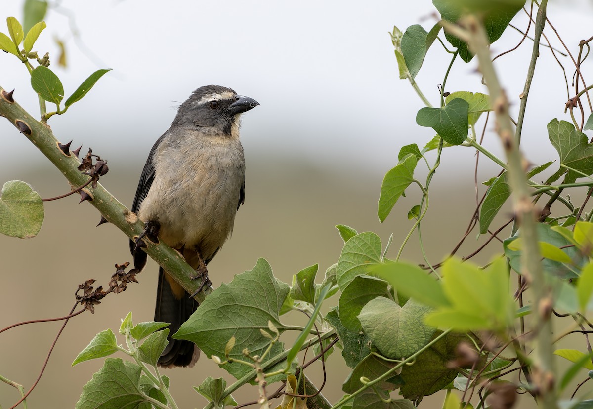 Bluish-gray Saltator - ML644464382