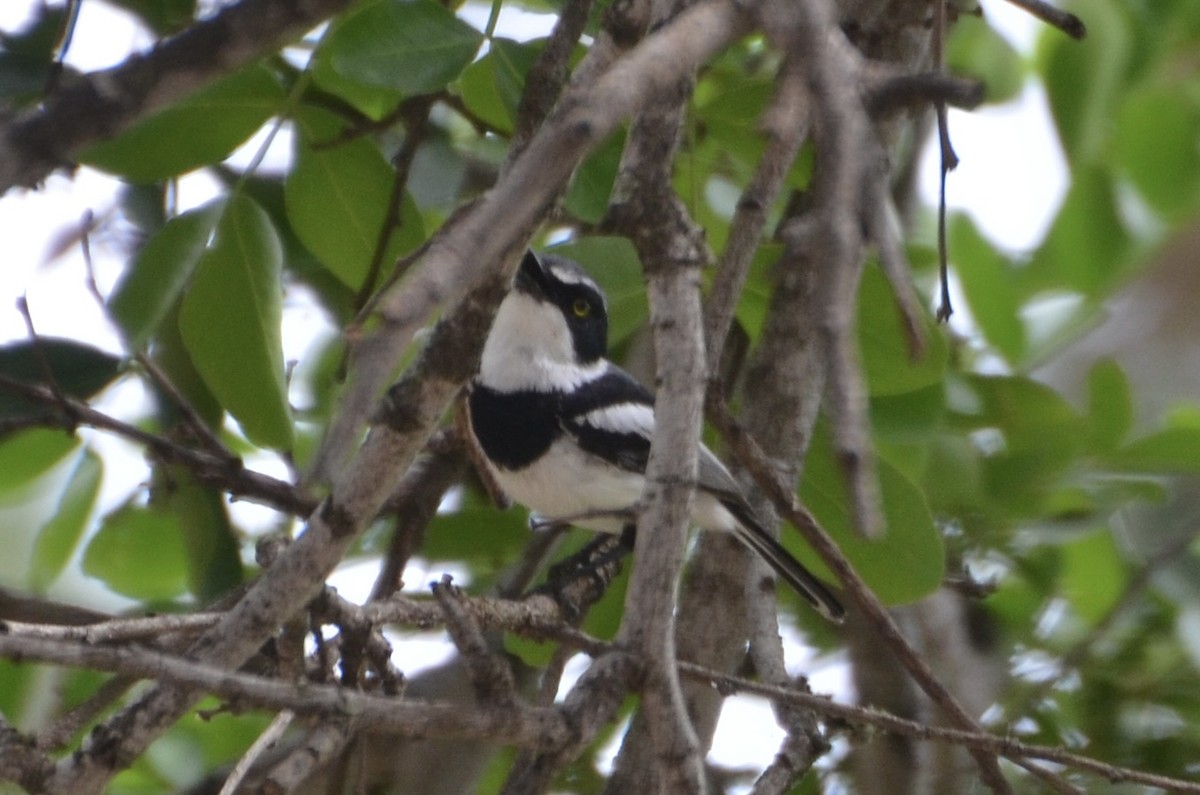 lesknáček obecný - ML644464383