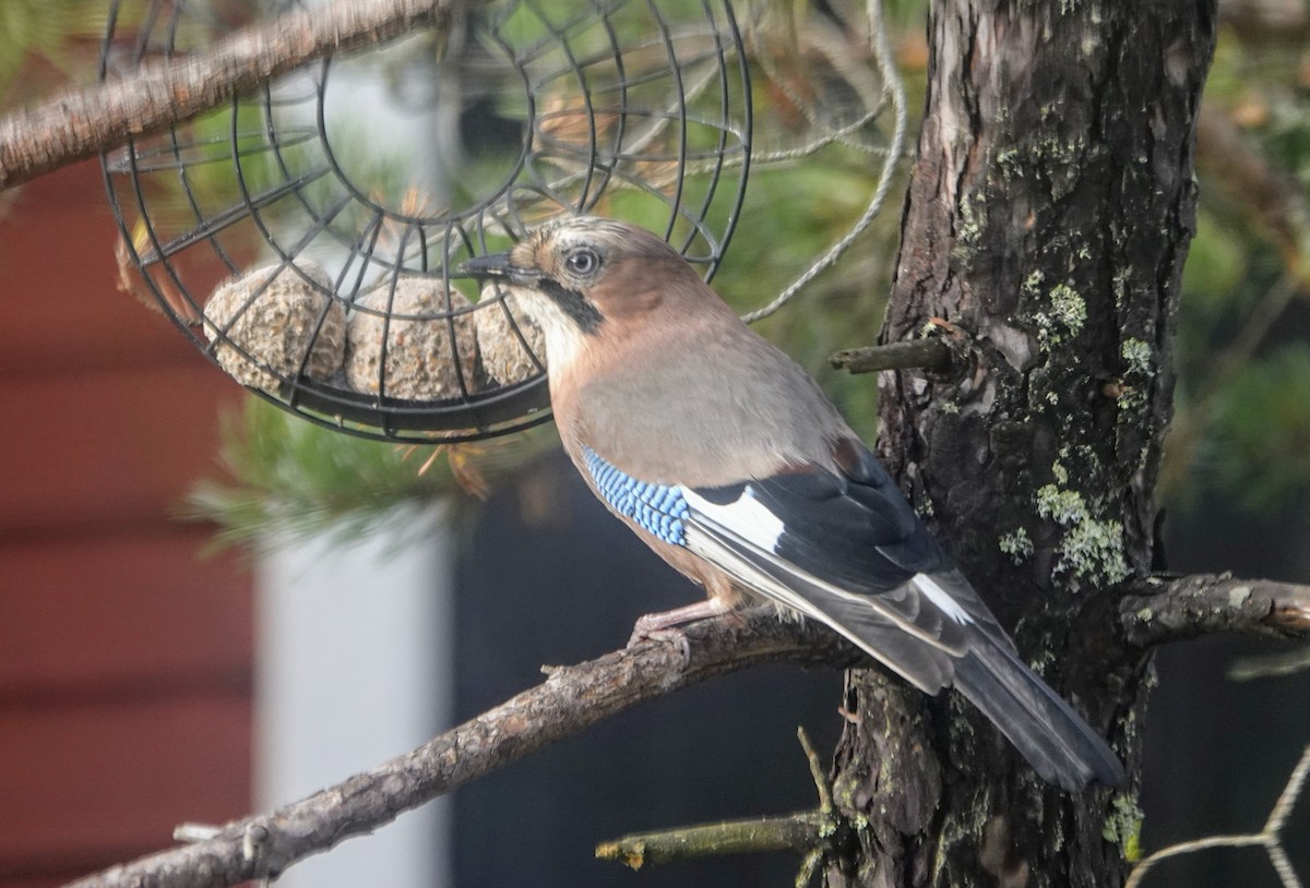 Eurasian Jay - ML644464384
