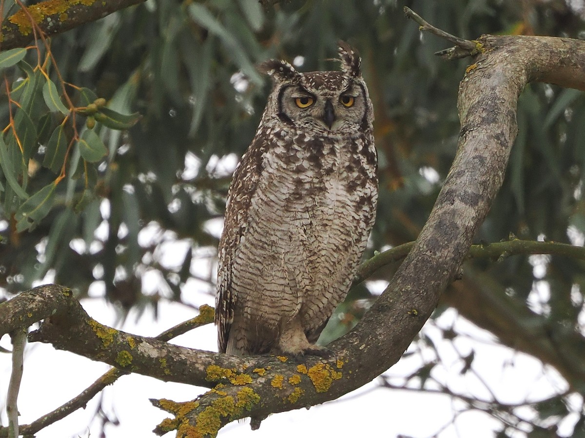 Grand-duc africain - ML644464385