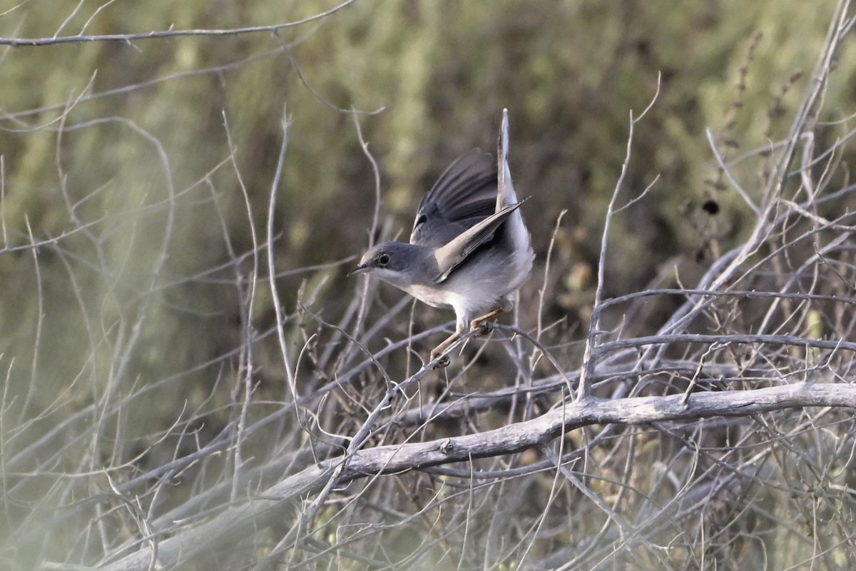 Fauvette de Ménétries - ML644464388