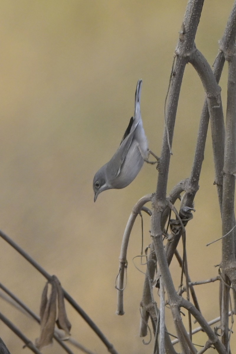 Fauvette de Ménétries - ML644464389