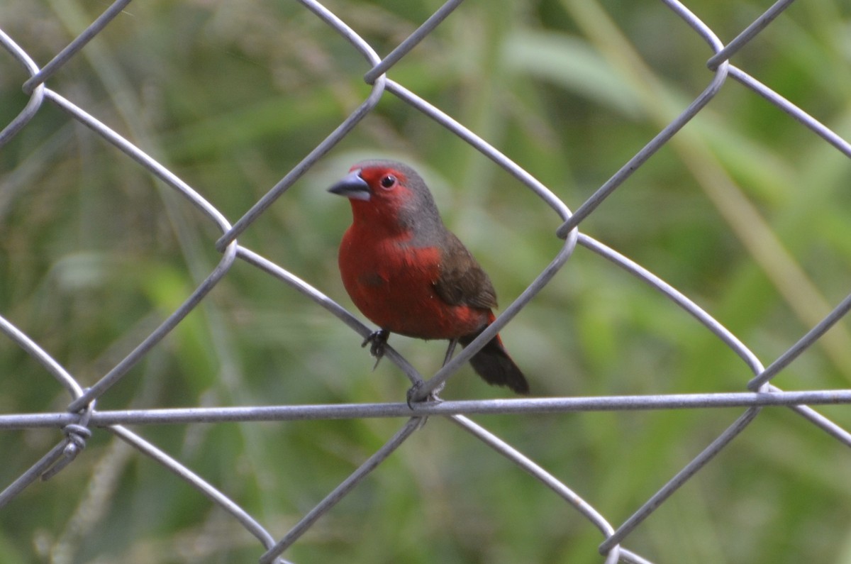 African Firefinch - ML644464393