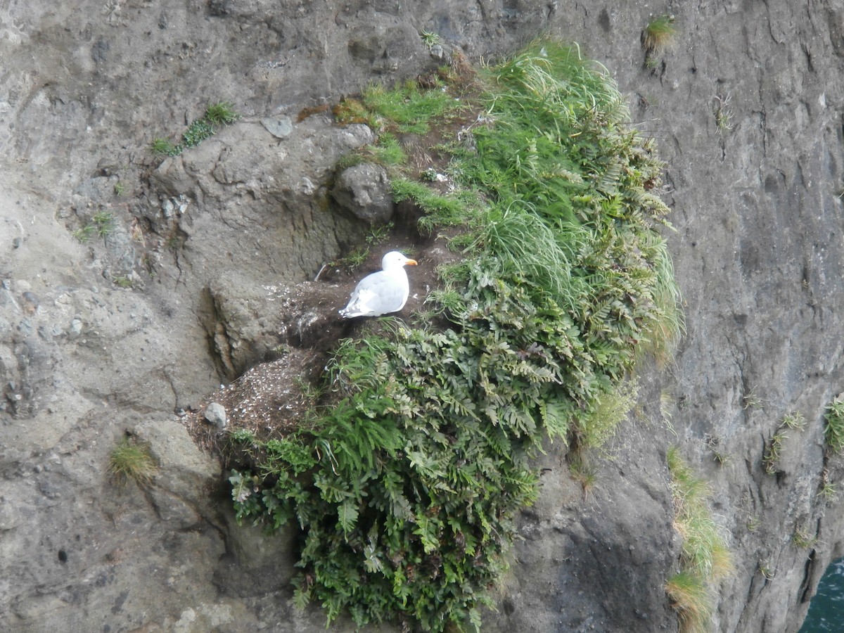 Goéland de Californie - ML644464399