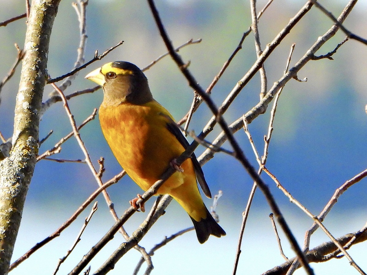 Evening Grosbeak - ML644464400