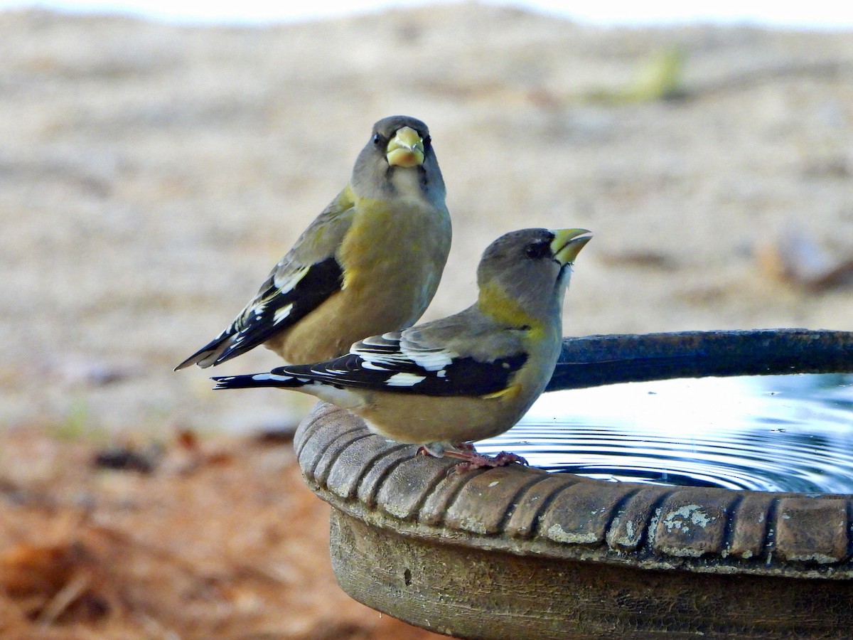 Evening Grosbeak - ML644464403