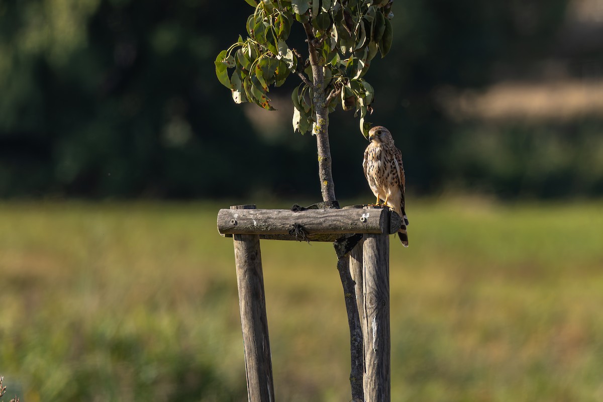 tårnfalk - ML644464414