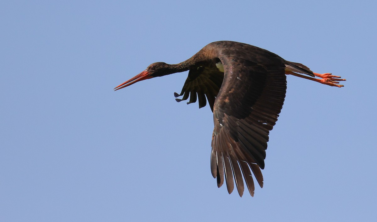 Black Stork - ML644464418