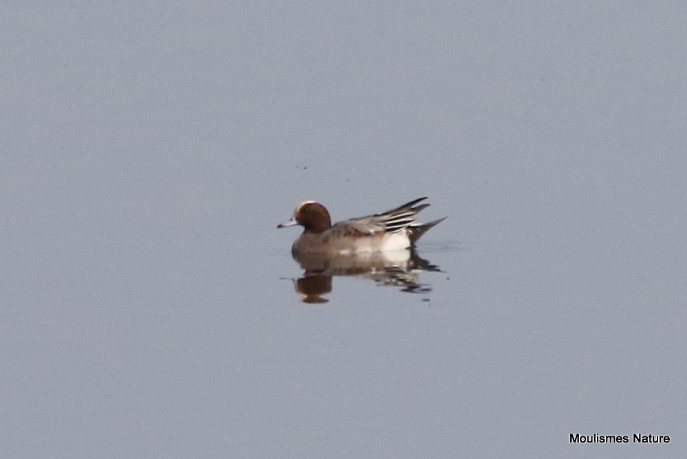 Зээрд нугас - ML644464430