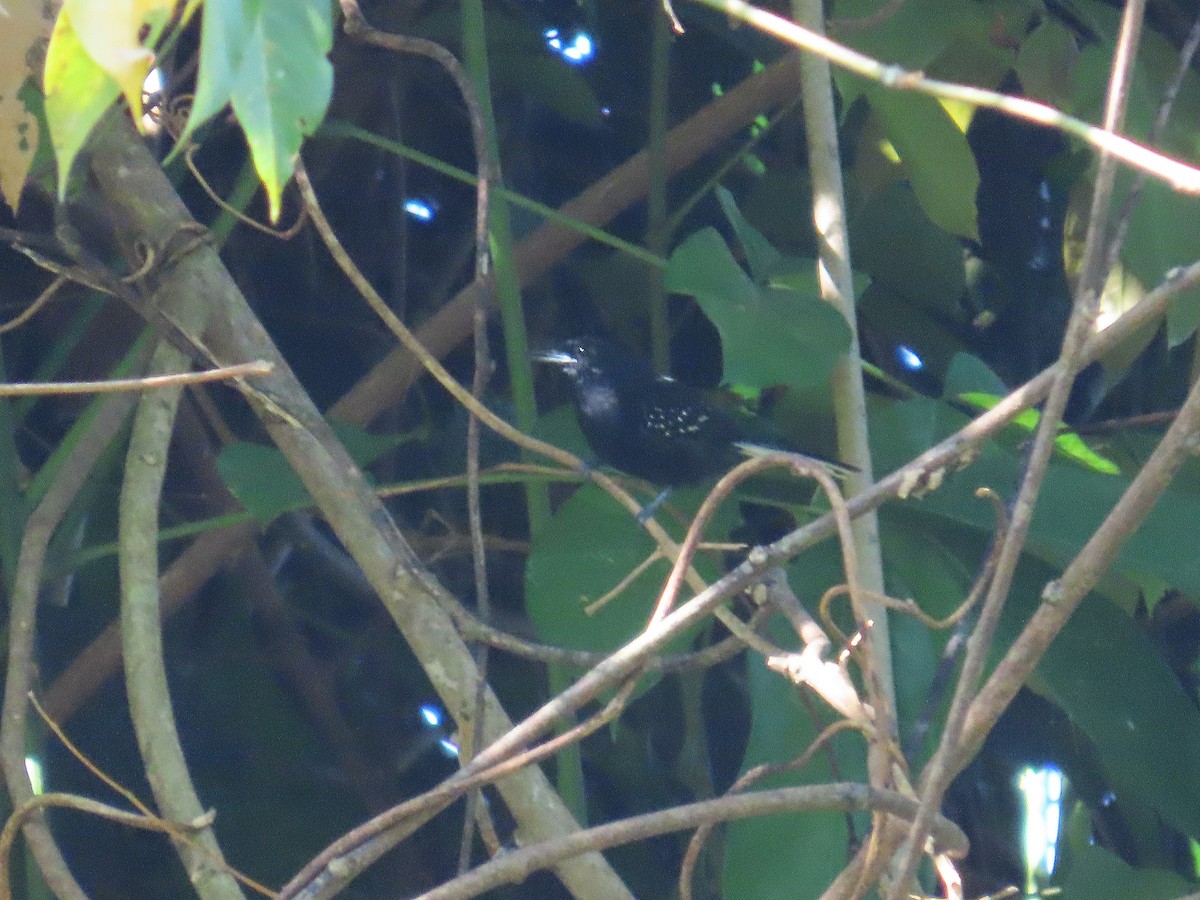 Grisin étoilé - ML644464439