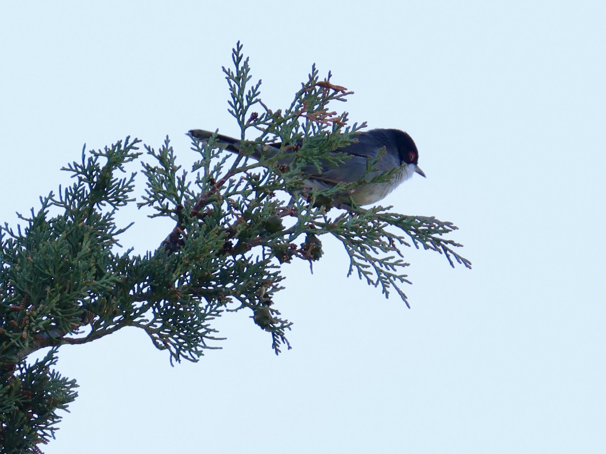 Fauvette mélanocéphale - ML644464445