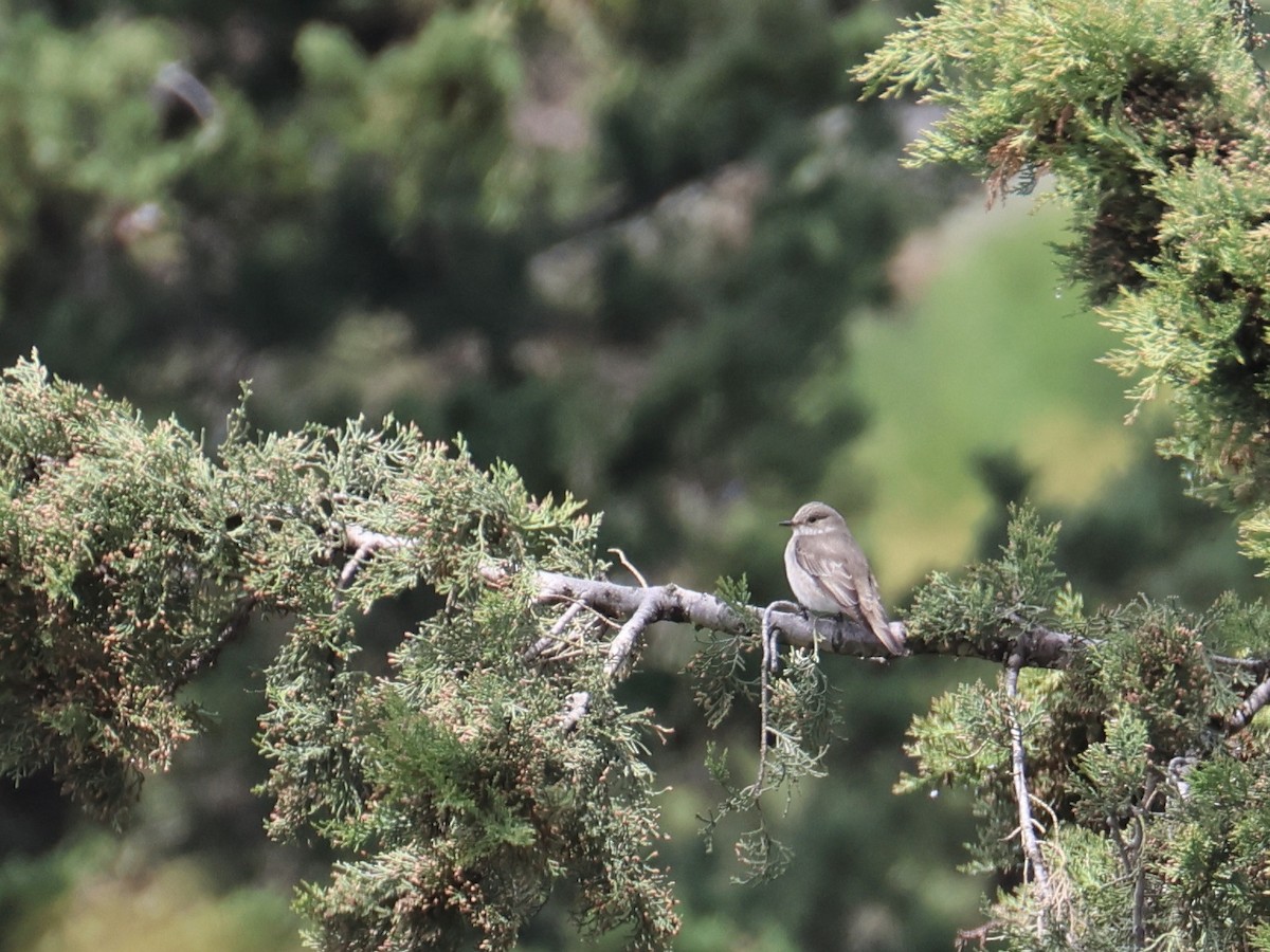 Gobemouche gris - ML644464451