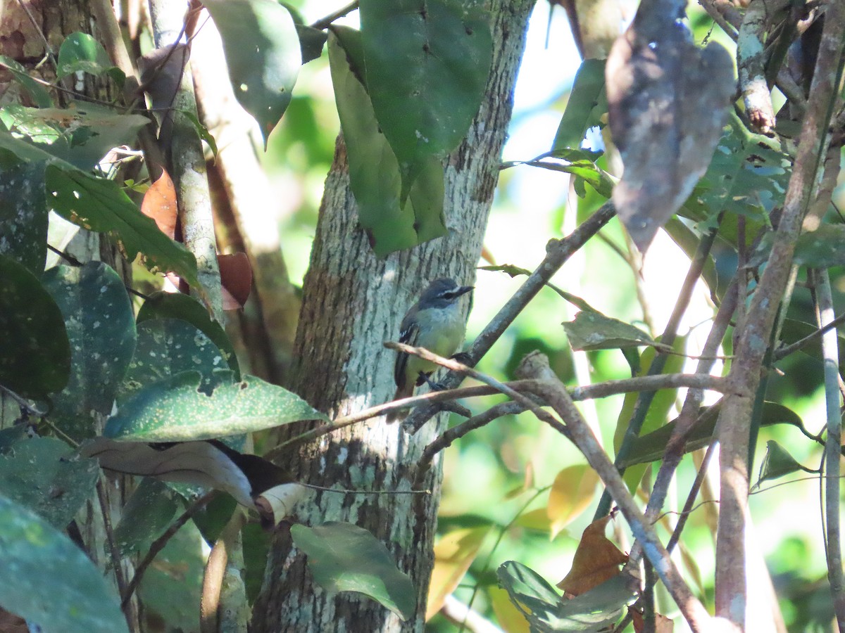 White-lored Tyrannulet - ML644464452