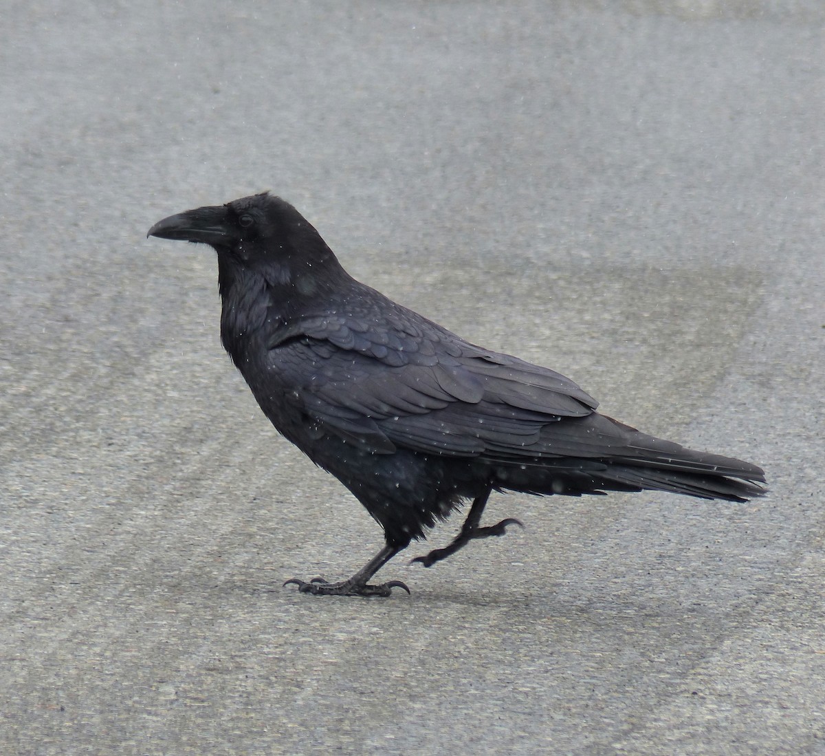 Common Raven - ML644464459