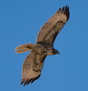 Busardo Colirrojo - ML644464461