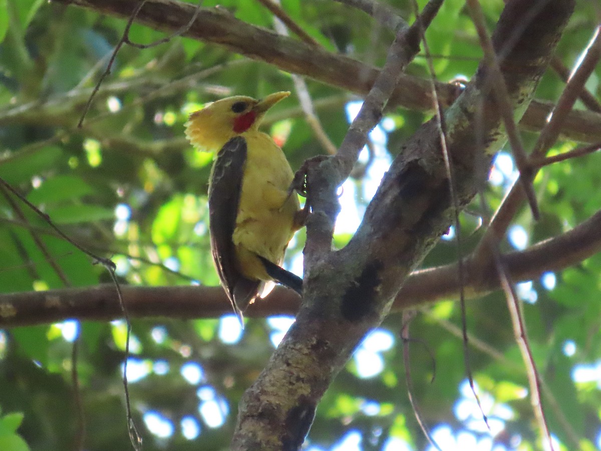 Cream-colored Woodpecker - ML644464471