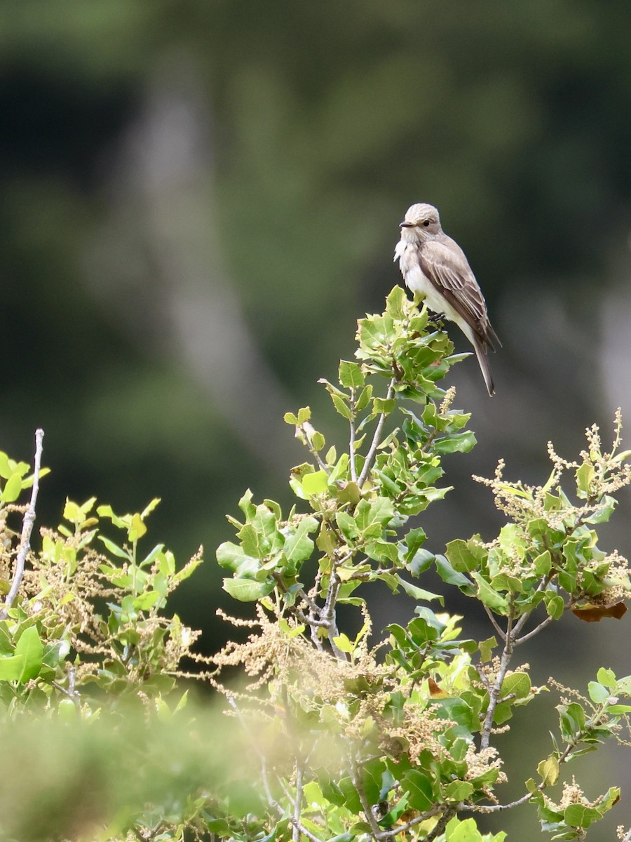 Gobemouche gris - ML644464476