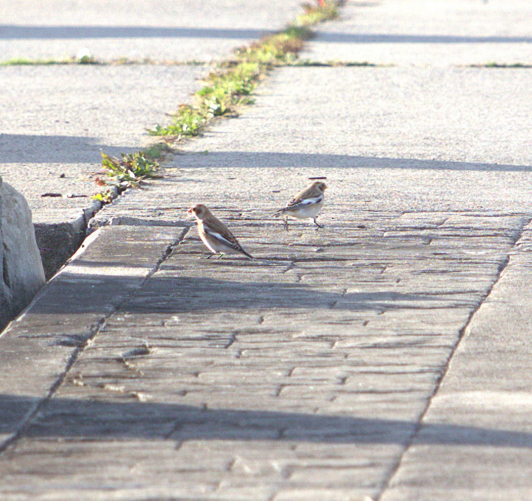 Snow Bunting - ML644464481