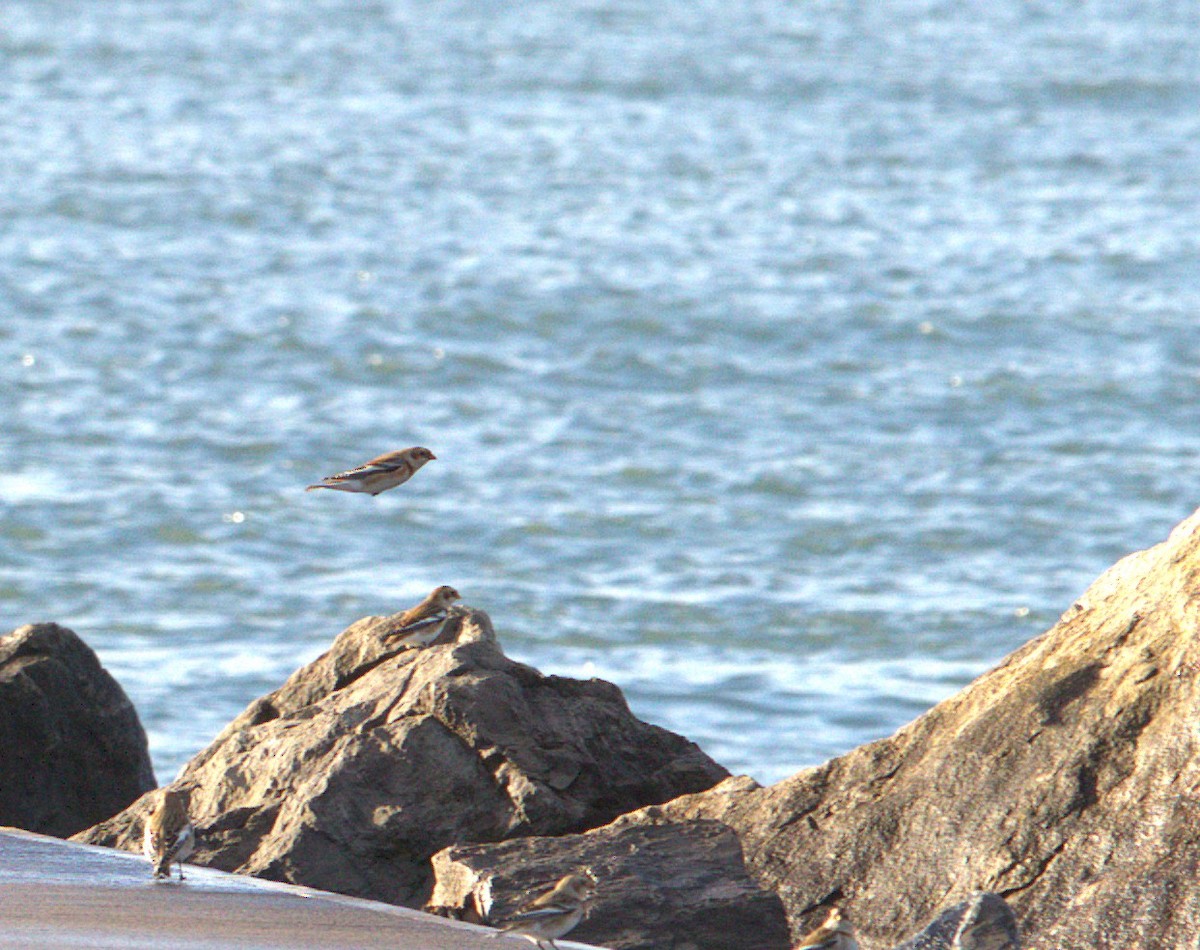 Snow Bunting - ML644464482