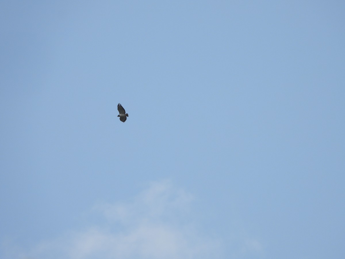 Augur Buzzard - ML644464483