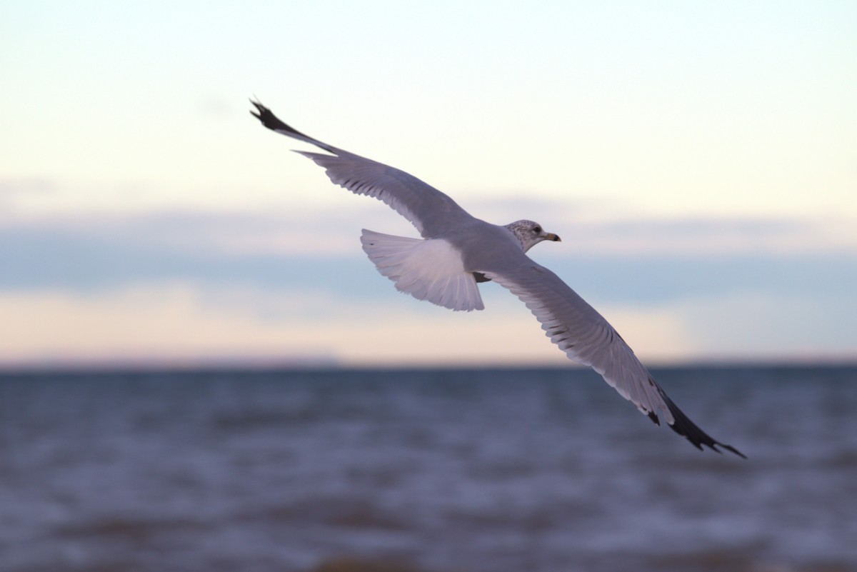Ring-billed Gull - ML644464493