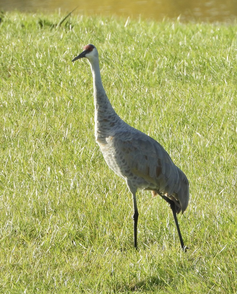 jeřáb kanadský - ML644464508