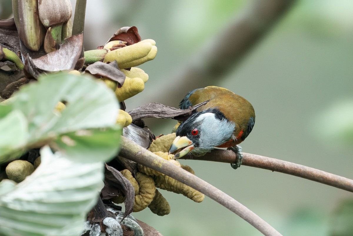 bradáček tukaní - ML644464509