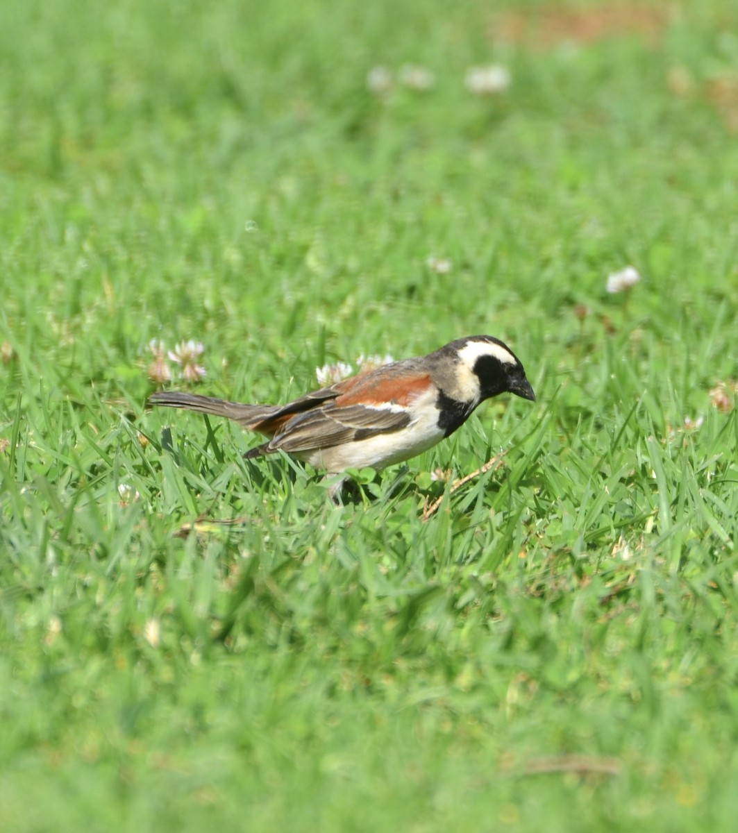 Cape Sparrow - ML644464515