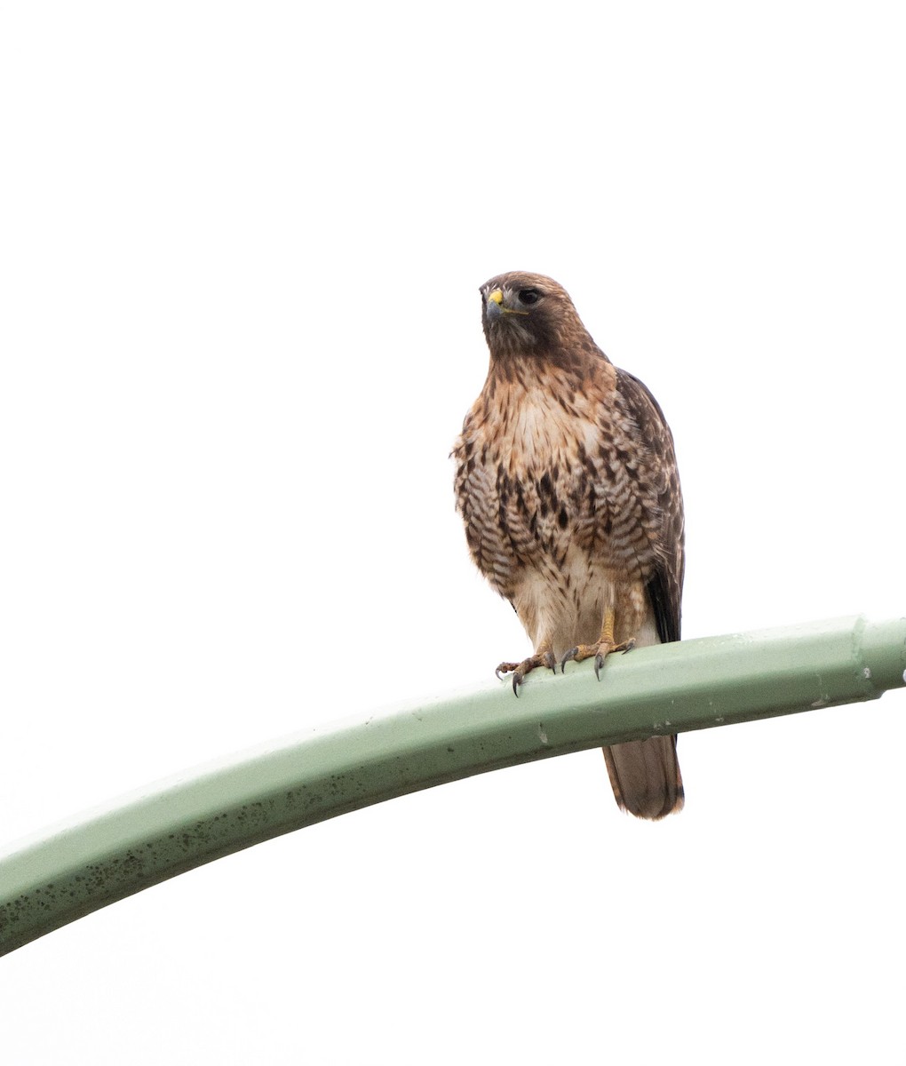 Busardo Colirrojo - ML644464516