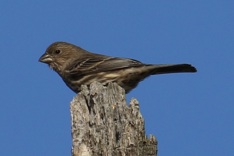 House Finch - ML644464519