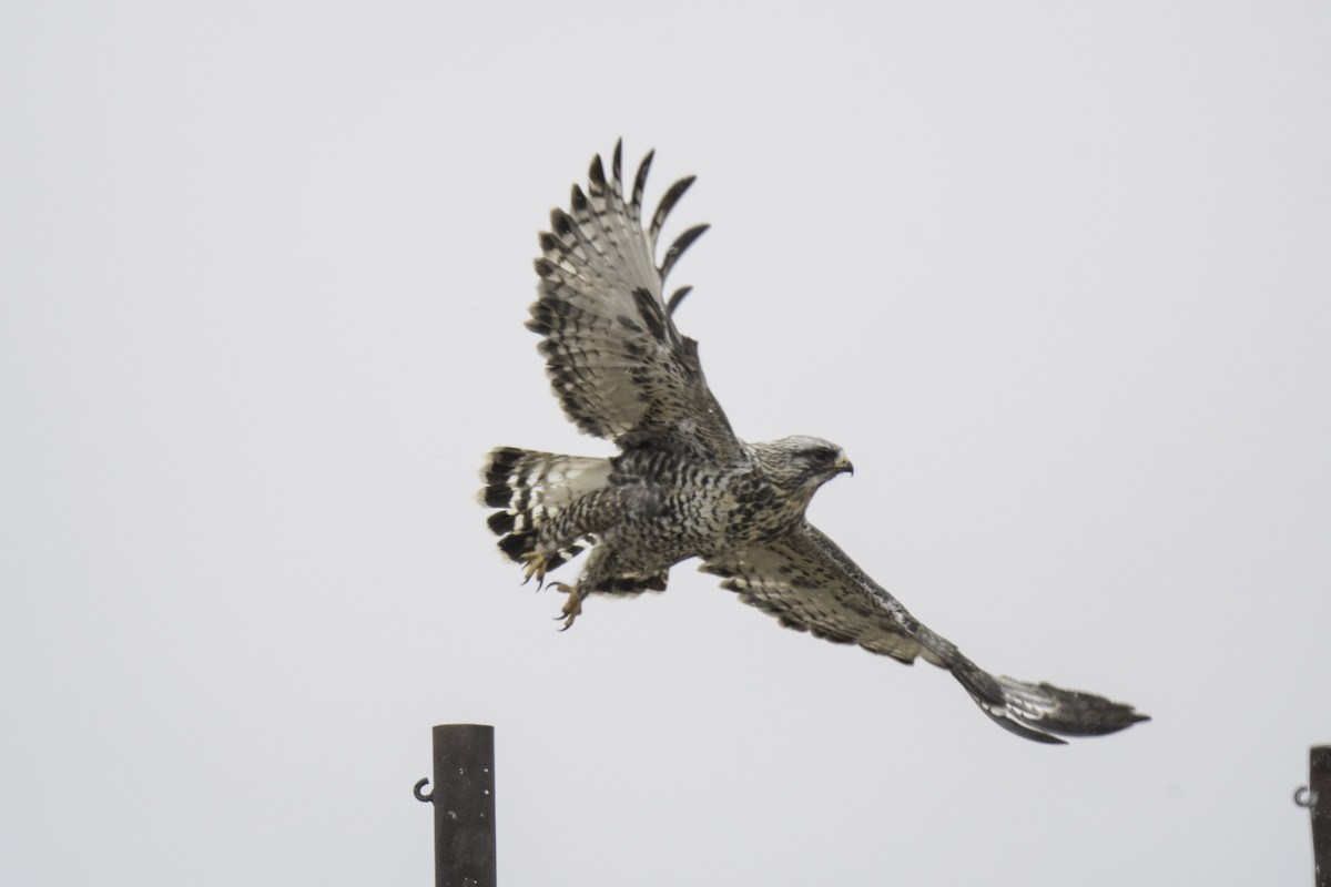 Poiana calzata - ML644464524