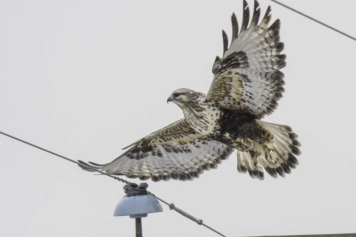 Poiana calzata - ML644464528