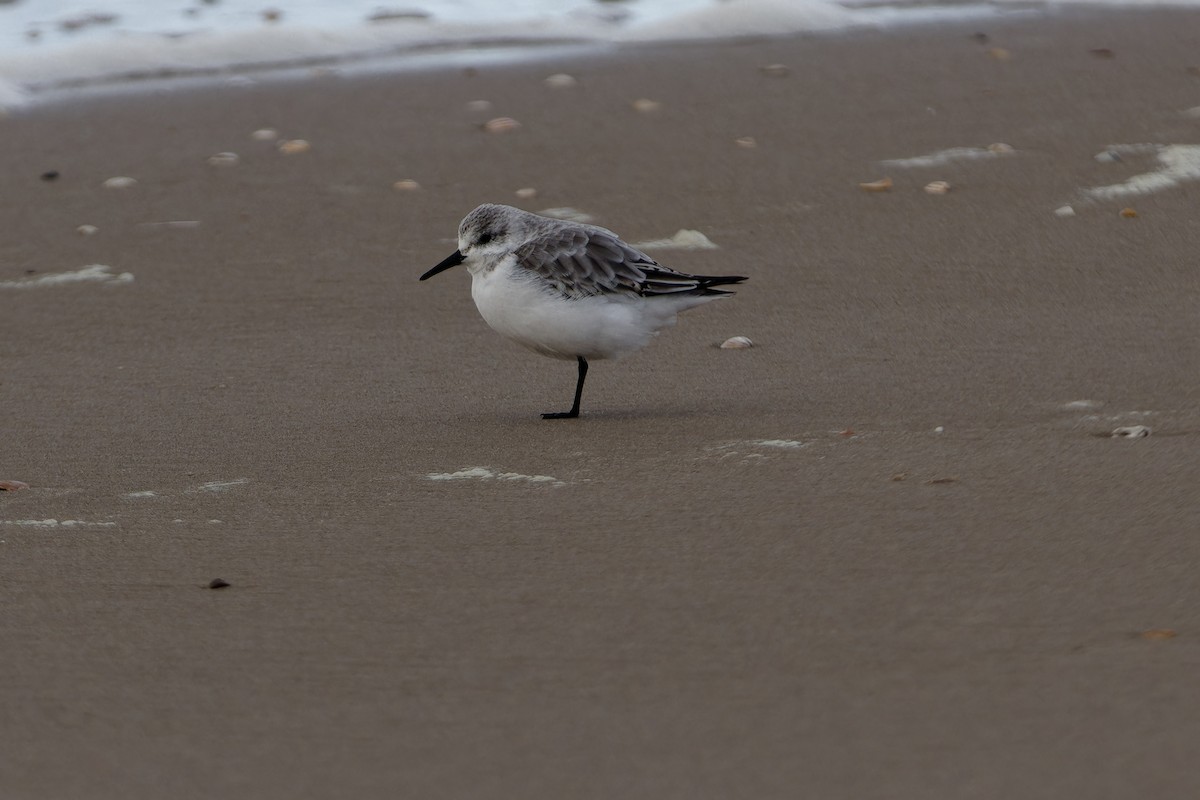 Гурвалж элсэг - ML644464531