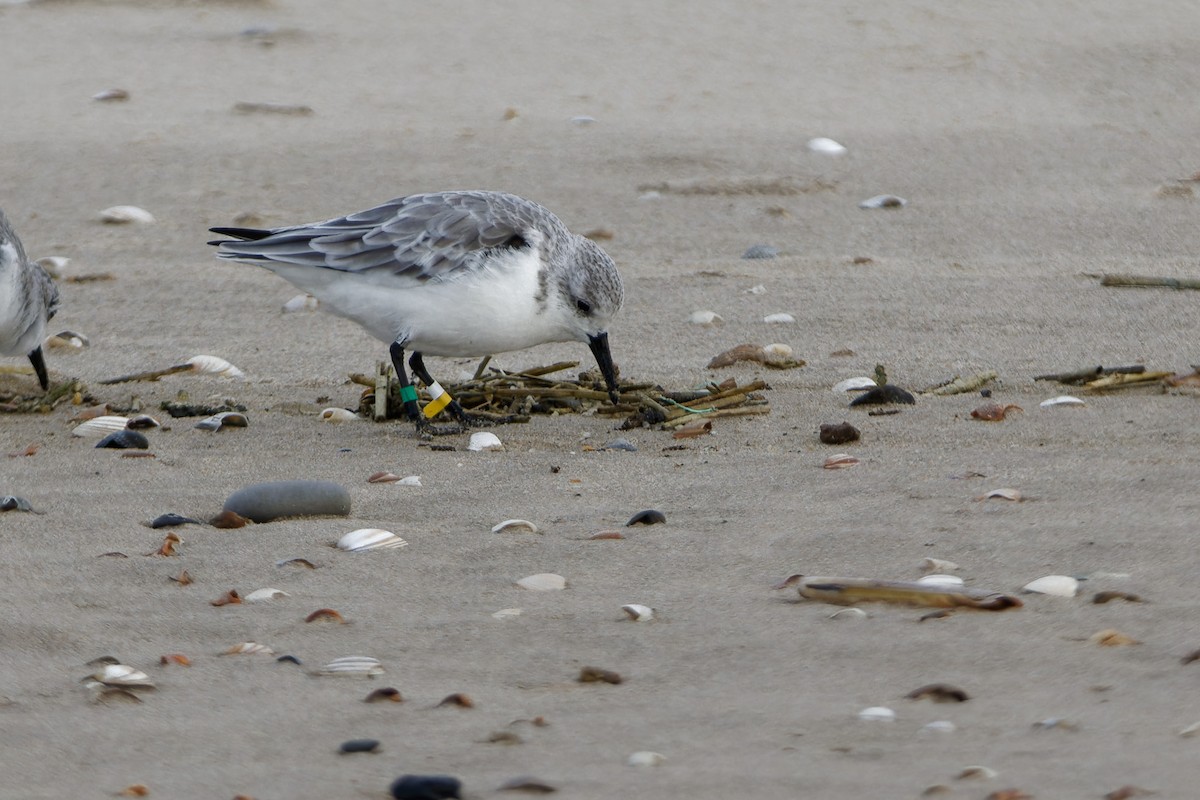 Гурвалж элсэг - ML644464532