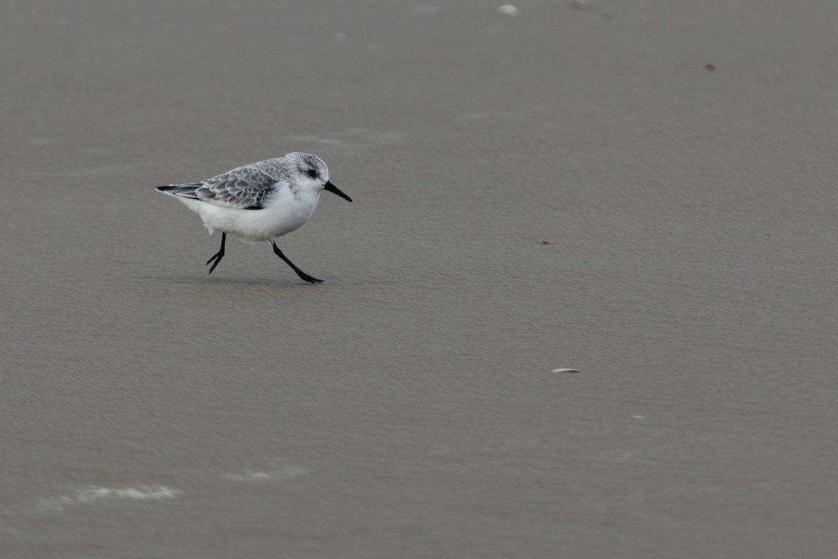 Гурвалж элсэг - ML644464533