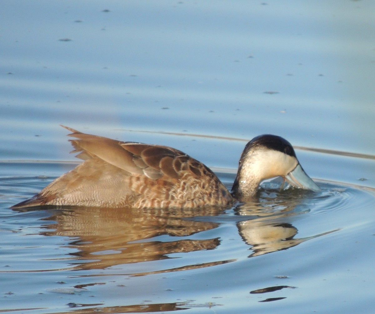 Puna Teal - ML644464535