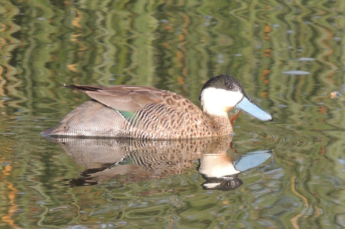 Puna Teal - ML644464536