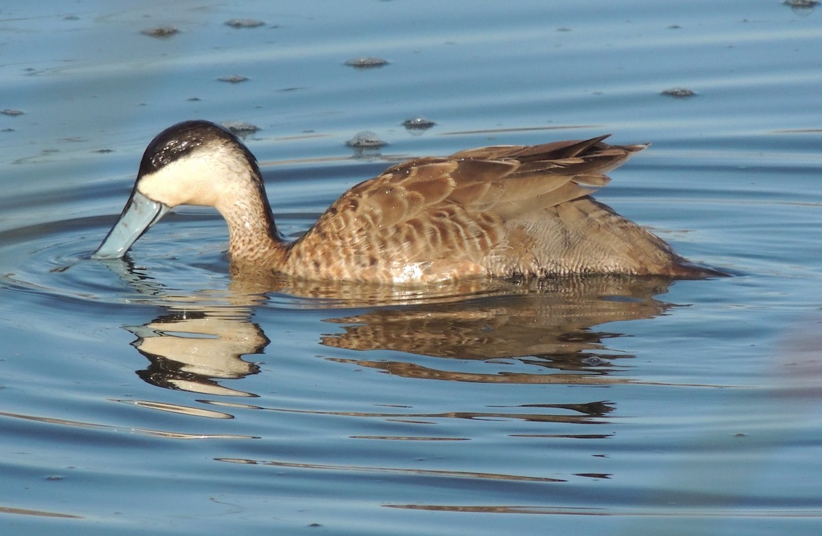 Puna Teal - ML644464537