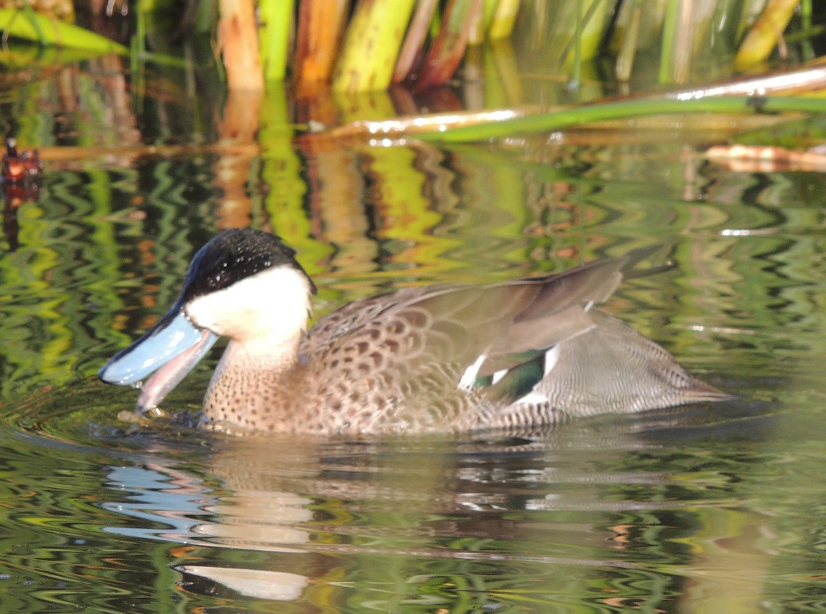 Puna Teal - ML644464538