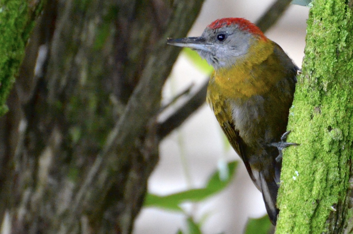 Olive Woodpecker - ML644464539