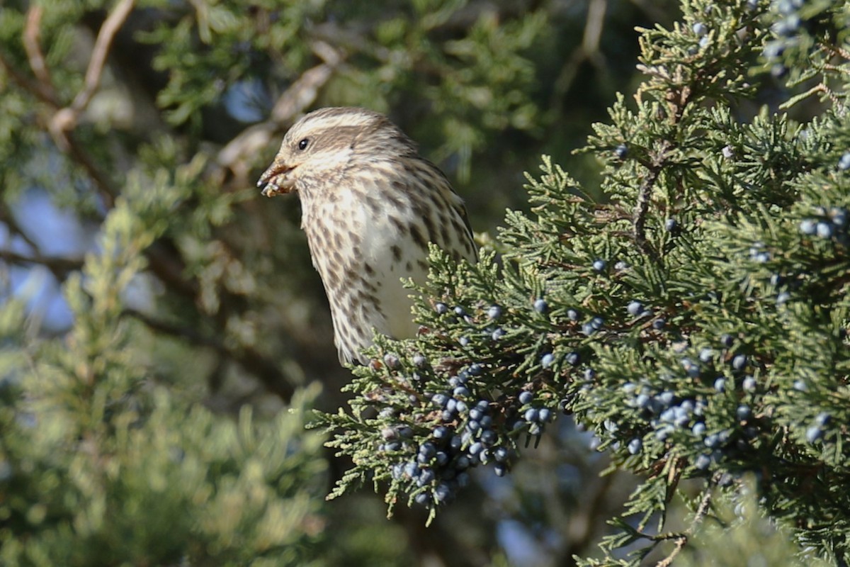 purpurfink - ML644464540