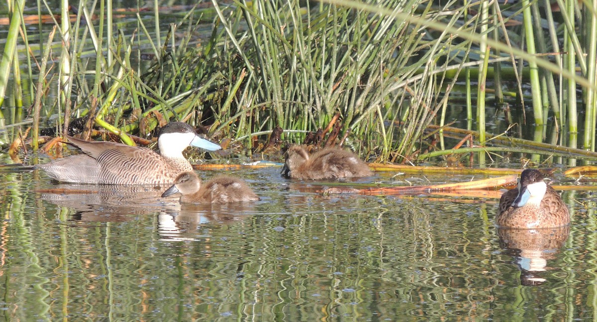 Puna Teal - ML644464541